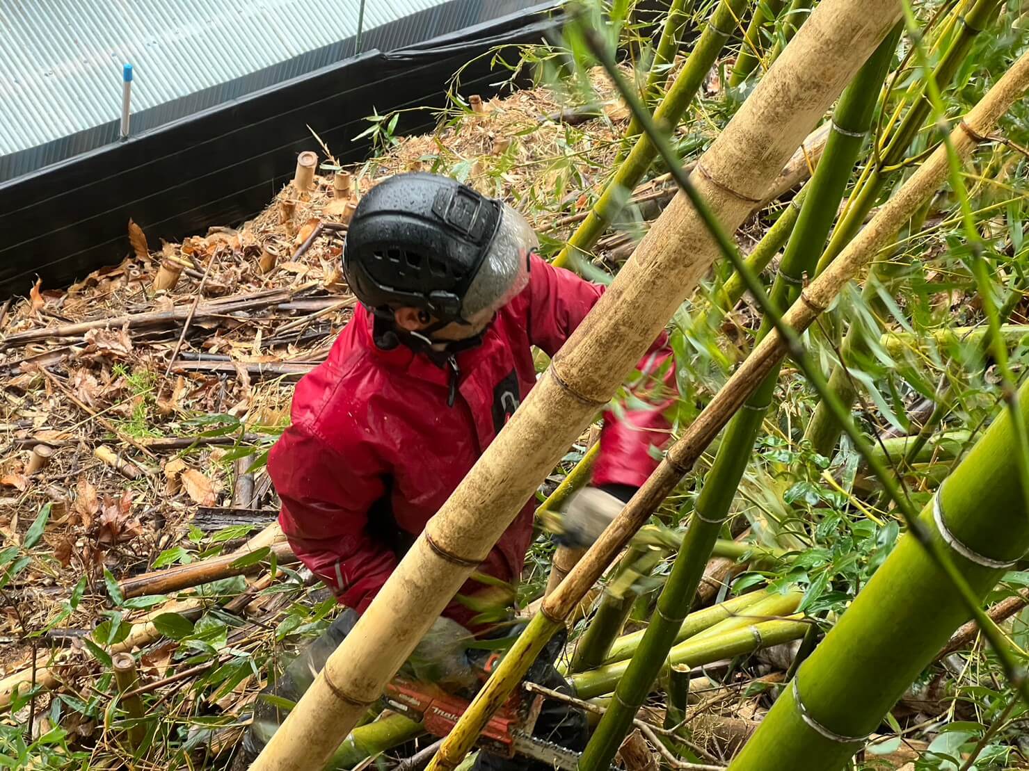 支障となる竹を伐採する杉山